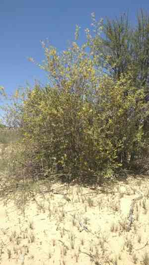 Velvet raisin(Grewia flava)