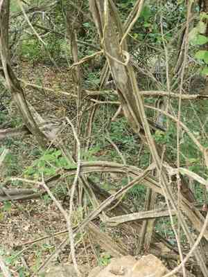 Sandpaper raisin(Grewia flavescens)