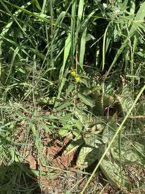 Sandpaper raisin(Grewia flavescens)