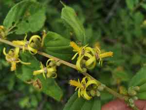Sandpaper raisin(Grewia flavescens)