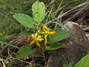 Sandpaper raisin(Grewia flavescens)