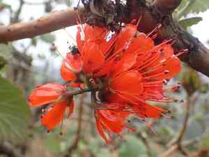 Natal bottlebrush(Greyia radlkoferi)