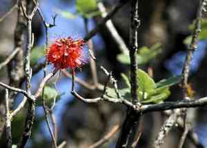 Natal bottlebrush(Greyia radlkoferi)