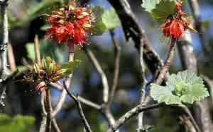Natal bottlebrush(Greyia radlkoferi)