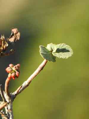 Natal bottlebrush(Greyia radlkoferi)
