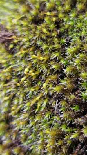 Grimmia dry rock moss(Grimmia laevigata)
