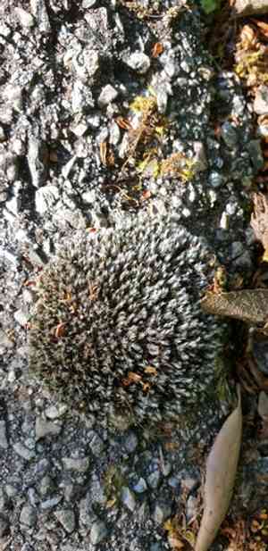 Grimmia dry rock moss(Grimmia laevigata)