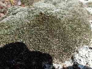 Grimmia dry rock moss(Grimmia laevigata)
