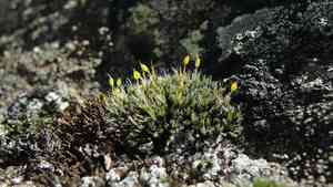 Grimmia dry rock moss(Grimmia longirostris)