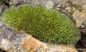 Grimmia dry rock moss(Grimmia longirostris)
