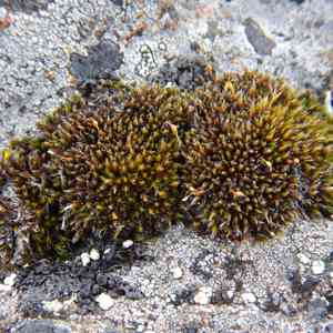 Grimmia dry rock moss(Grimmia longirostris)