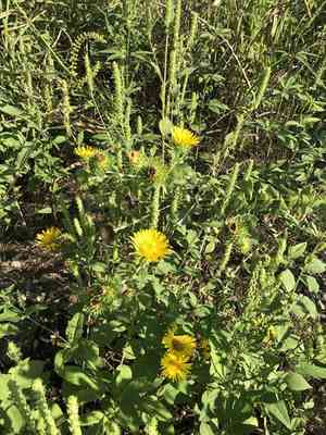 Goldenweed(Grindelia ciliata)