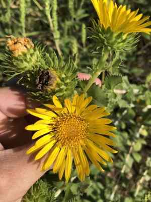 Goldenweed(Grindelia ciliata)