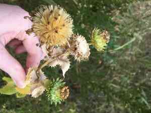 Goldenweed(Grindelia ciliata)
