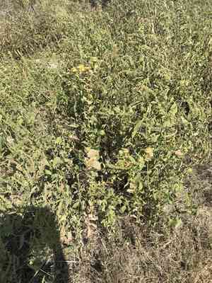 Goldenweed(Grindelia ciliata)