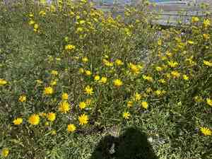 Puget sound gumweed(Grindelia integrifolia)