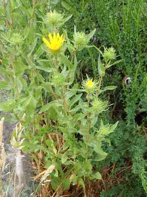 Puget sound gumweed(Grindelia integrifolia)