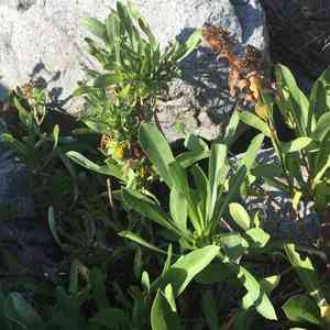 Puget sound gumweed(Grindelia integrifolia)