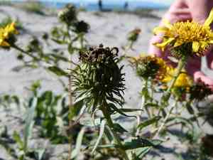 Puget sound gumweed(Grindelia integrifolia)