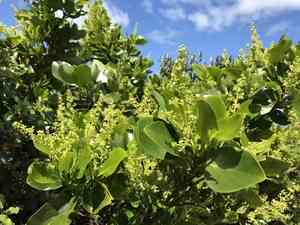 New zealand broadleaf(Griselinia lucida)