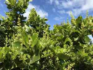 New zealand broadleaf(Griselinia lucida)