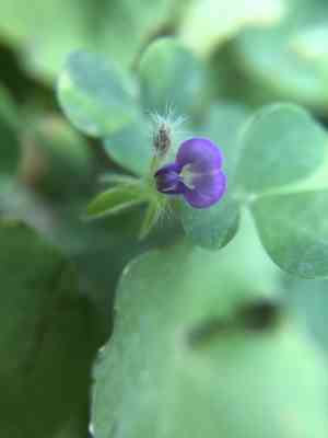 Grona triflora(Grona triflora)
