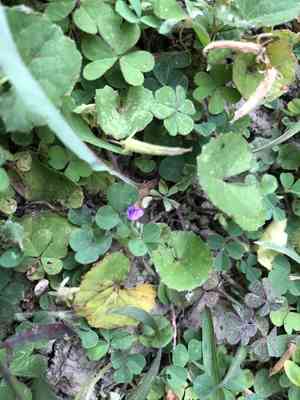 Grona triflora(Grona triflora)