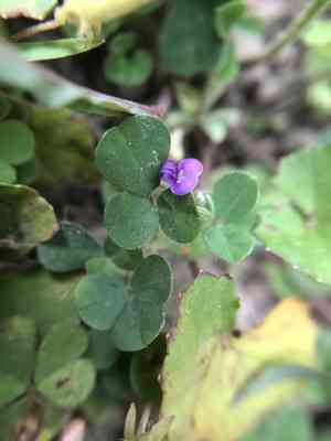 Grona triflora(Grona triflora)