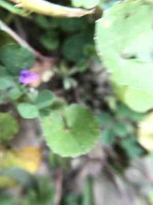 Grona triflora(Grona triflora)