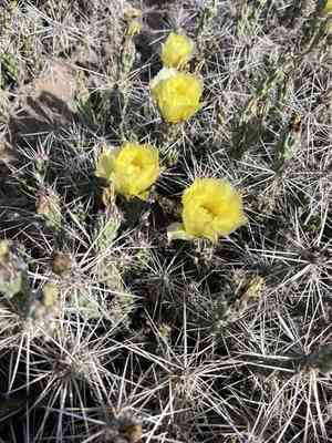Big bend pricklypear(Grusonia aggeria)