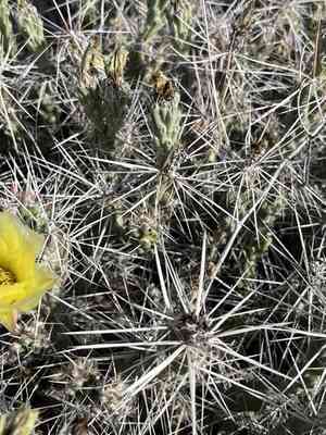 Big bend pricklypear(Grusonia aggeria)