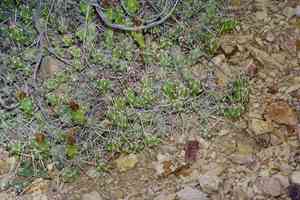 Big bend pricklypear(Grusonia aggeria)