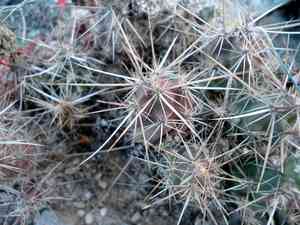 Big bend pricklypear(Grusonia aggeria)