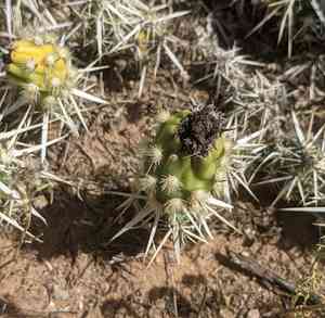 Club cholla(Grusonia clavata)
