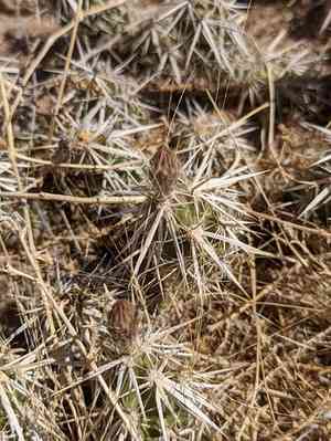 Club cholla(Grusonia clavata)