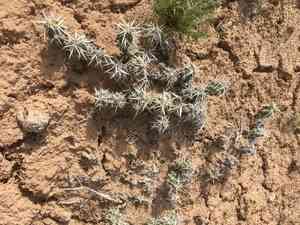 Club cholla(Grusonia clavata)