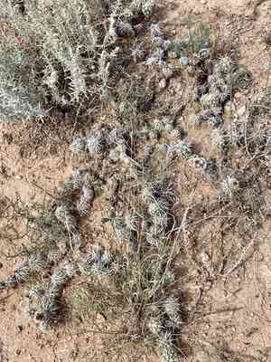 Club cholla(Grusonia clavata)