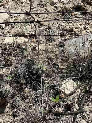 Big bend pricklypear(Grusonia schottii)