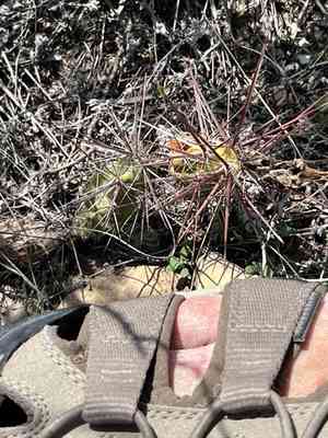 Big bend pricklypear(Grusonia schottii)