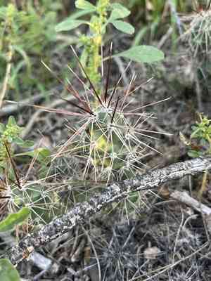 Big bend pricklypear(Grusonia schottii)