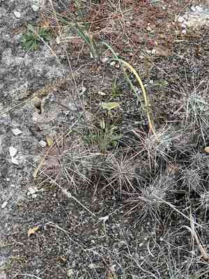 Big bend pricklypear(Grusonia schottii)
