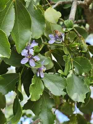 Roughbark lignum-vitae(Guaiacum officinale)