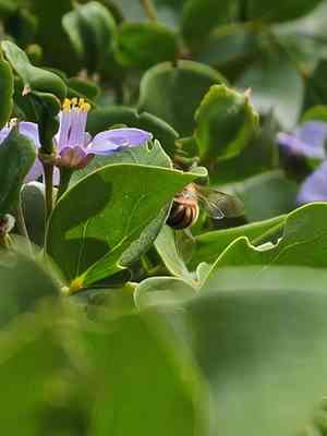 Roughbark lignum-vitae(Guaiacum officinale)