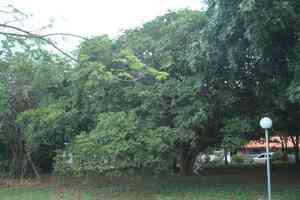 Roughbark lignum-vitae(Guaiacum officinale)