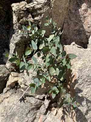Apache plant(Guardiola platyphylla)