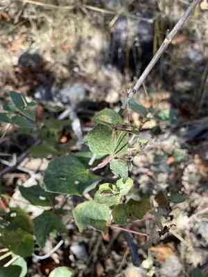 Apache plant(Guardiola platyphylla)