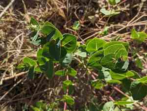 Apache plant(Guardiola platyphylla)