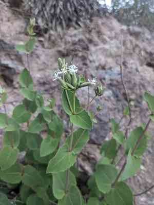 Apache plant(Guardiola platyphylla)