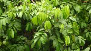 American muskwood(Guarea guidonia)