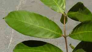 American muskwood(Guarea guidonia)